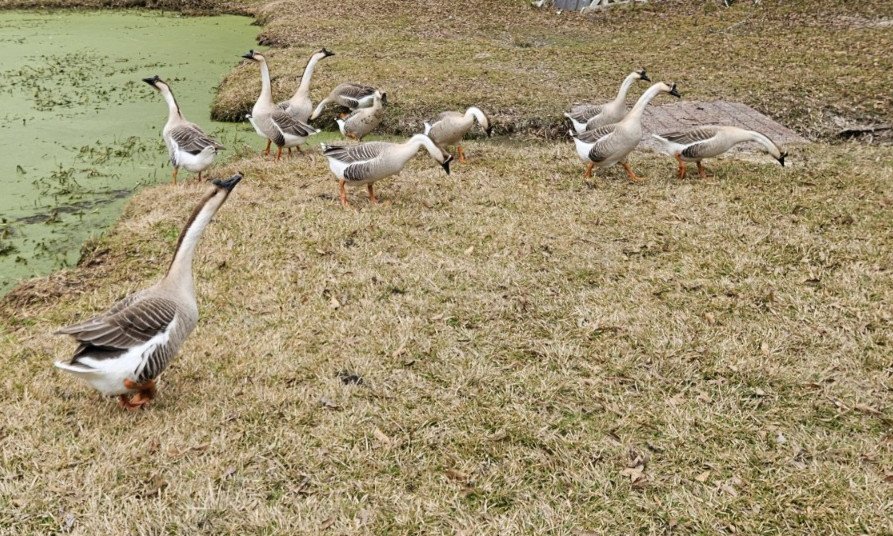 3 + African Goose Hatching Eggs Fertile Louisiana Farm Fresh MULTIPLES AVAILABLE