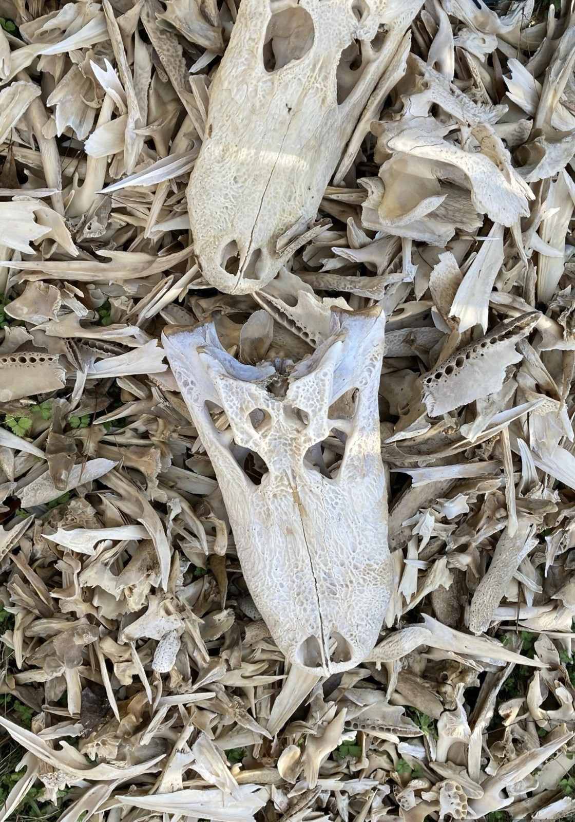 ALLIGATOR BONE DUST – Voodoo, Hoodoo, Wicca, Gothic, Oddity