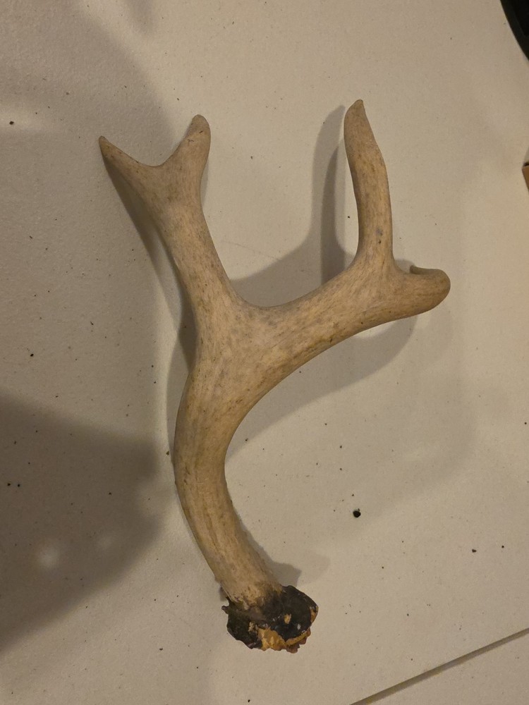 Horn