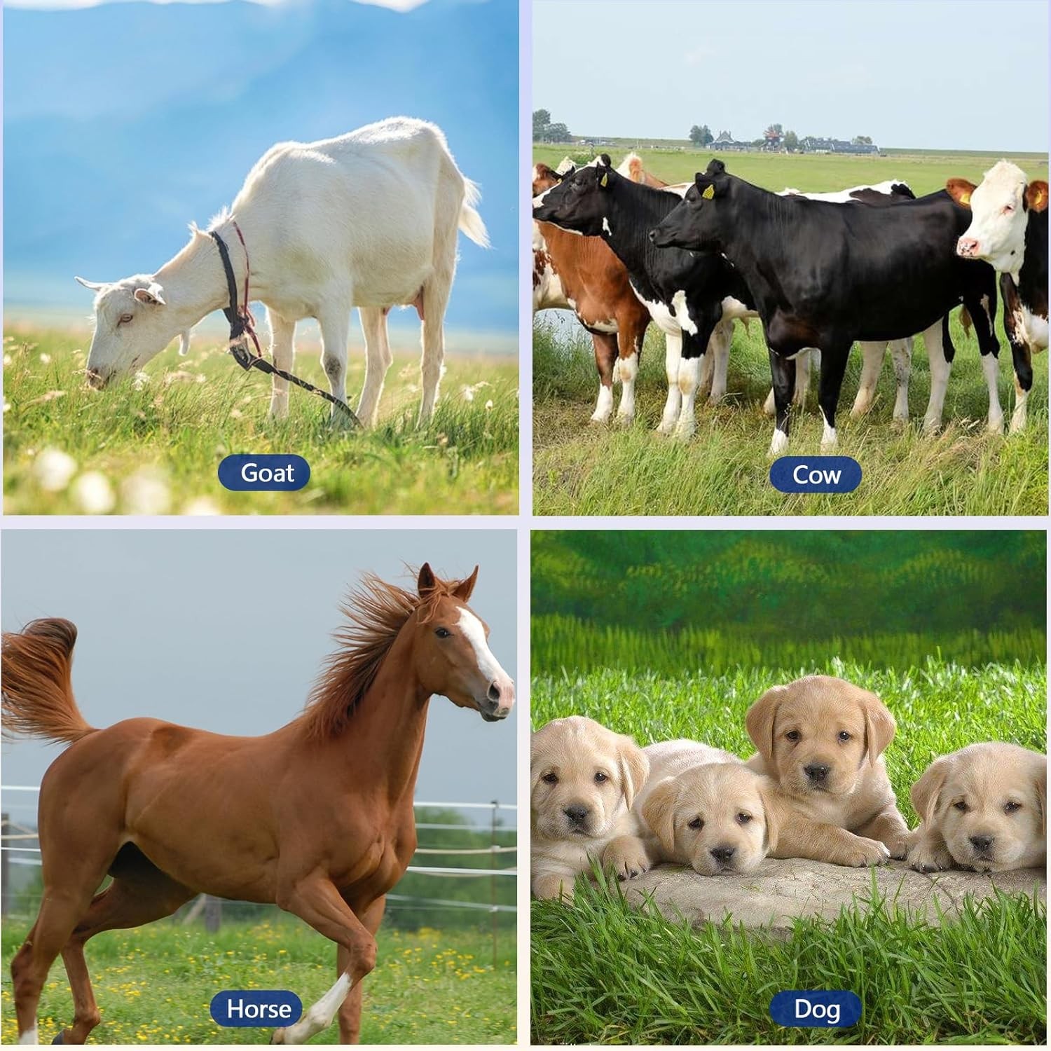 Livestock Scratching Mini Roto Drill Brush Attachment For Horse 7in, Blue