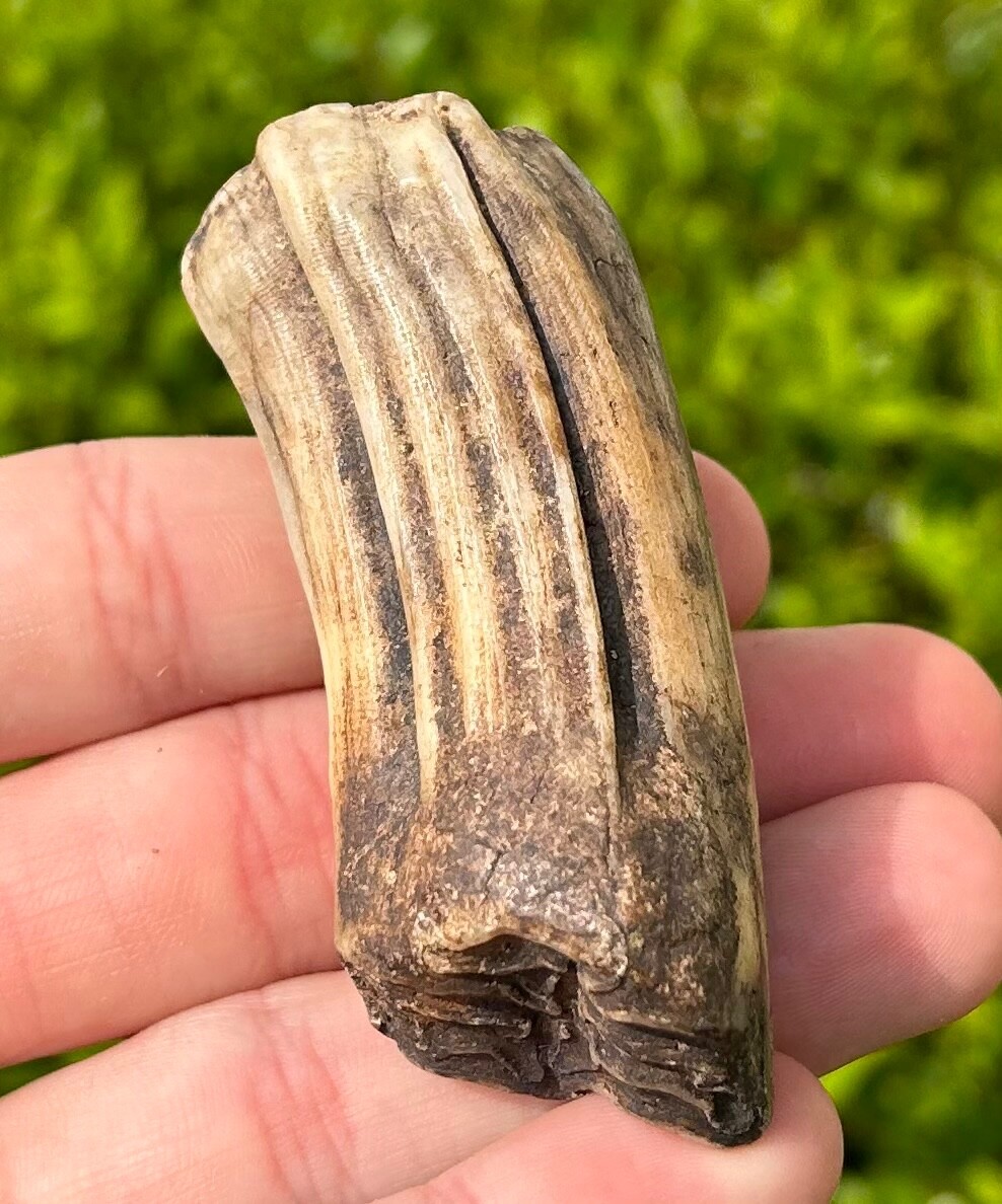 Texas Fossil Horse Tooth Equus Rare Location Pleistocene Ice Age Mammal