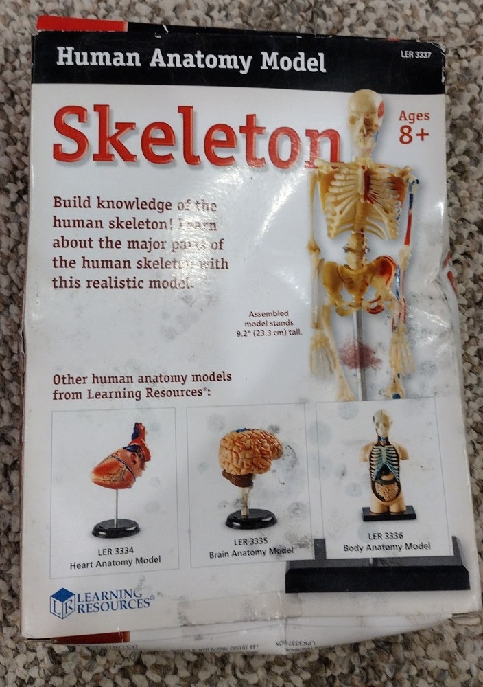 Skeleton, Human Anatomy Model By Learning Resources, Complete, Damaged Box