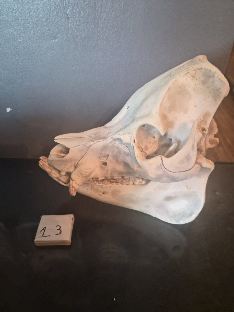 Boar Skull