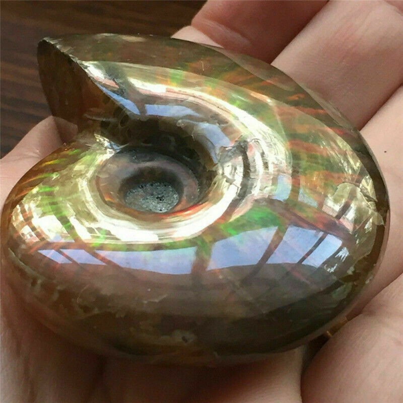 Natural Crystal Iridescent Ammonite Ammolite Facet Specimen Fossil Madagascar @