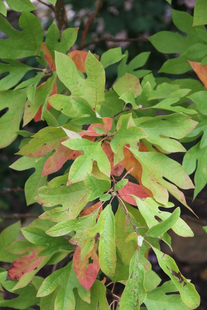 2 Sassafras (Sassafras Albidum) Tree Bare Root