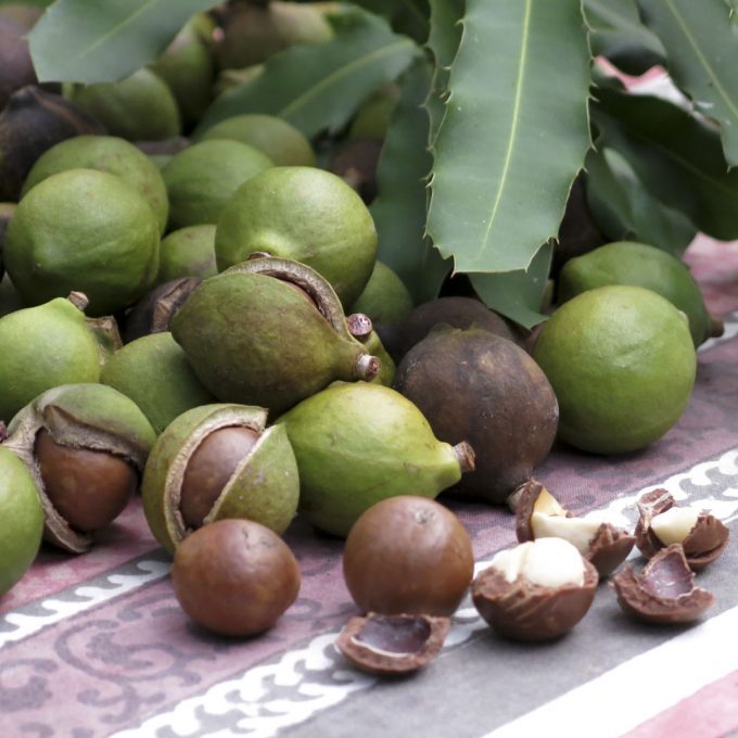 Fresh Raw shelled unsalted Macadamia Nuts 12 oz