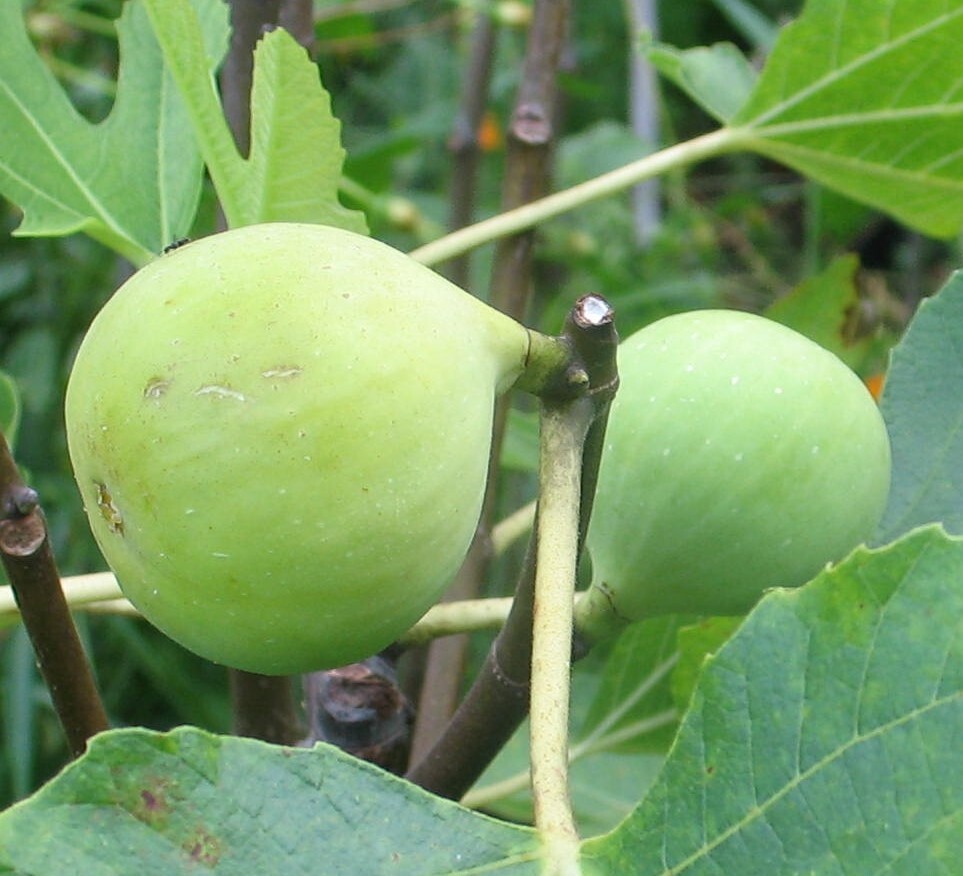 Conadria Fig - 2 Cuttings - PLUS WILLOW WATER FOR ROOTING!!