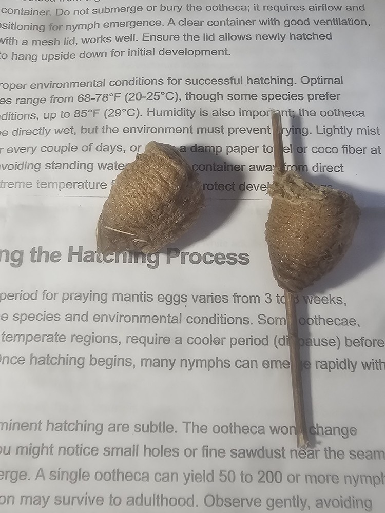 TWO PIECES LIVE PRAYING MANTIS EGG CASE OOTHECA FOR 2026 HATCHING