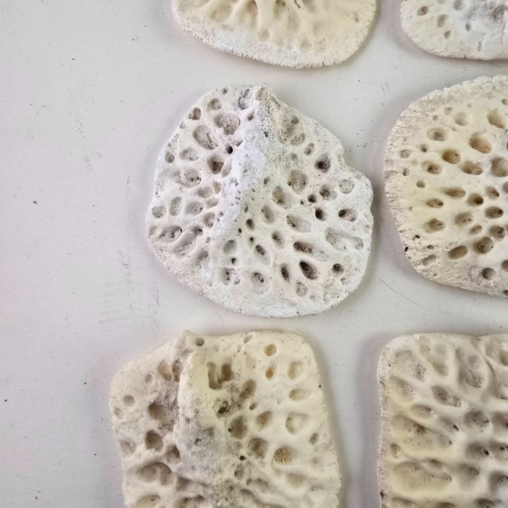 Gator Alligator Back Scute bone bones Bony scutes croc weird Osteoderms white