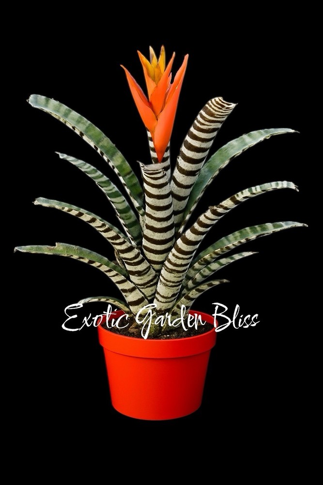 Aechmea  ‘ZEBRINA SURPRISE ’  Bromeliad Plant