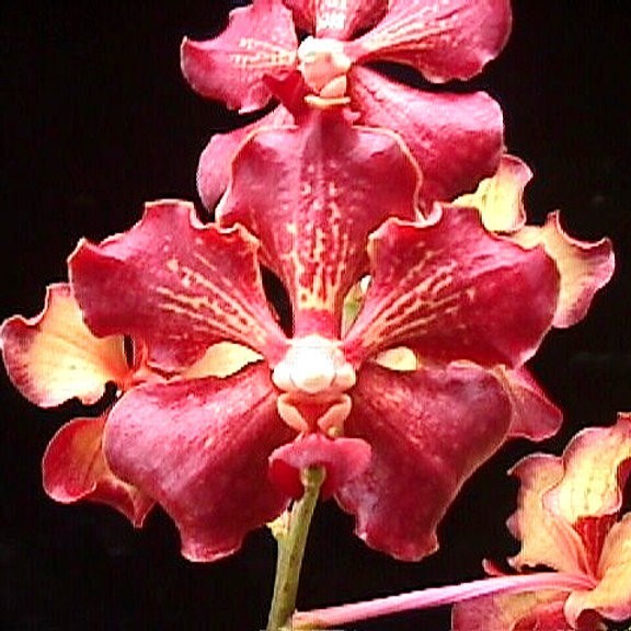 Vanda Motes Hot Chestnut (Bigness x merrillii)