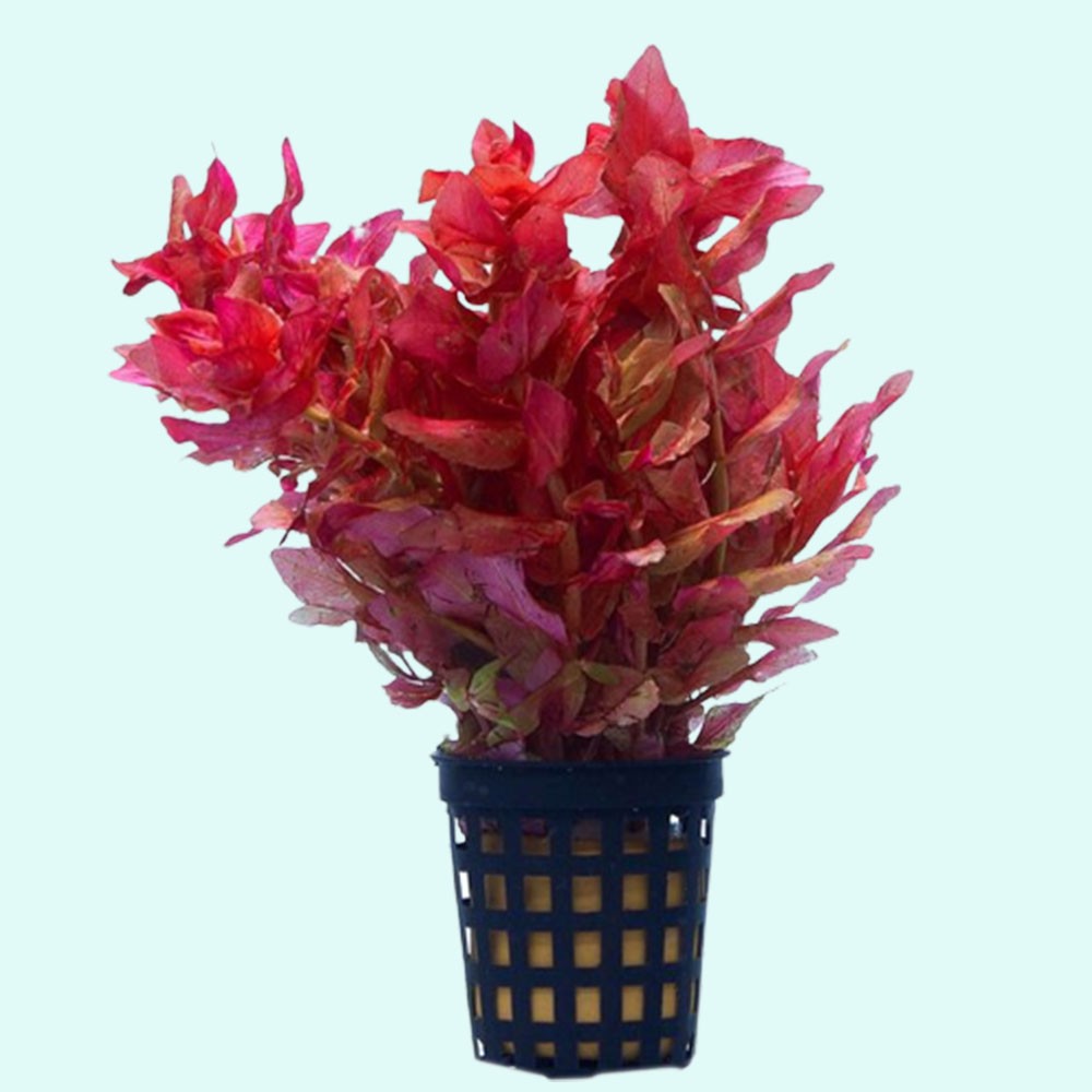 Rotala Indica