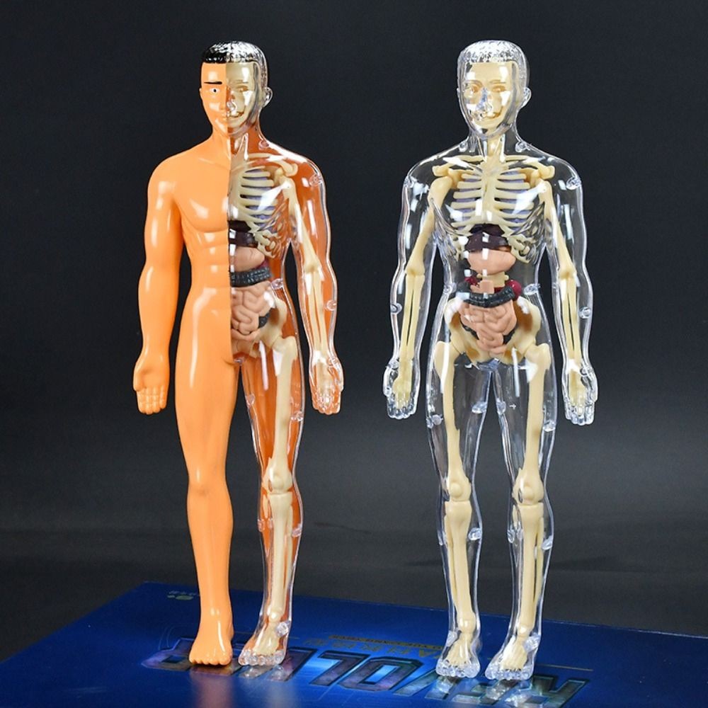 3d Human Body Torso Model For Kid Anatomy Model Skeleton Model Skeleton