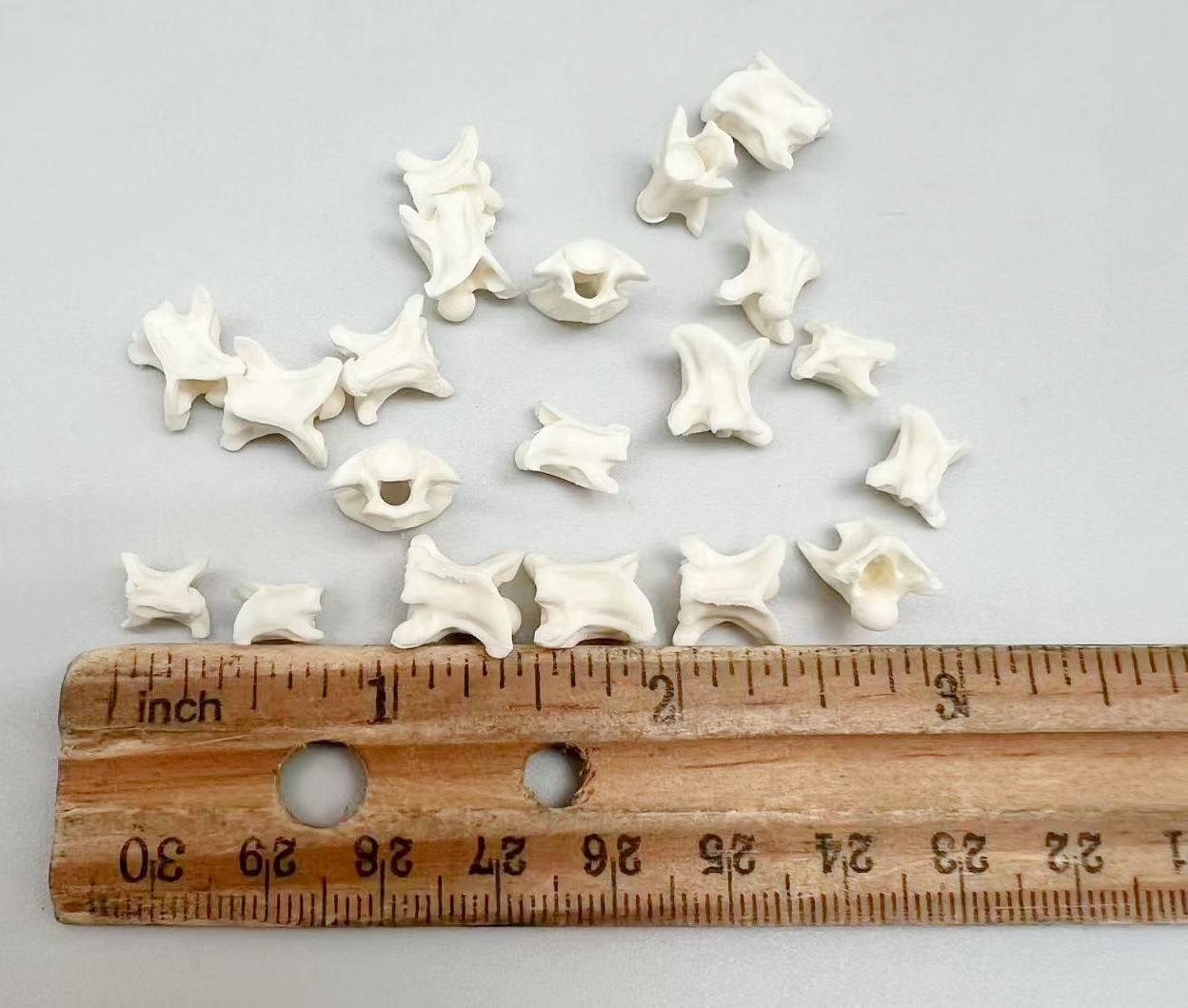 Rattlesnake Vertebrae 20pc Lot Mixed Size Snake Skeleton Taxidermy Bone