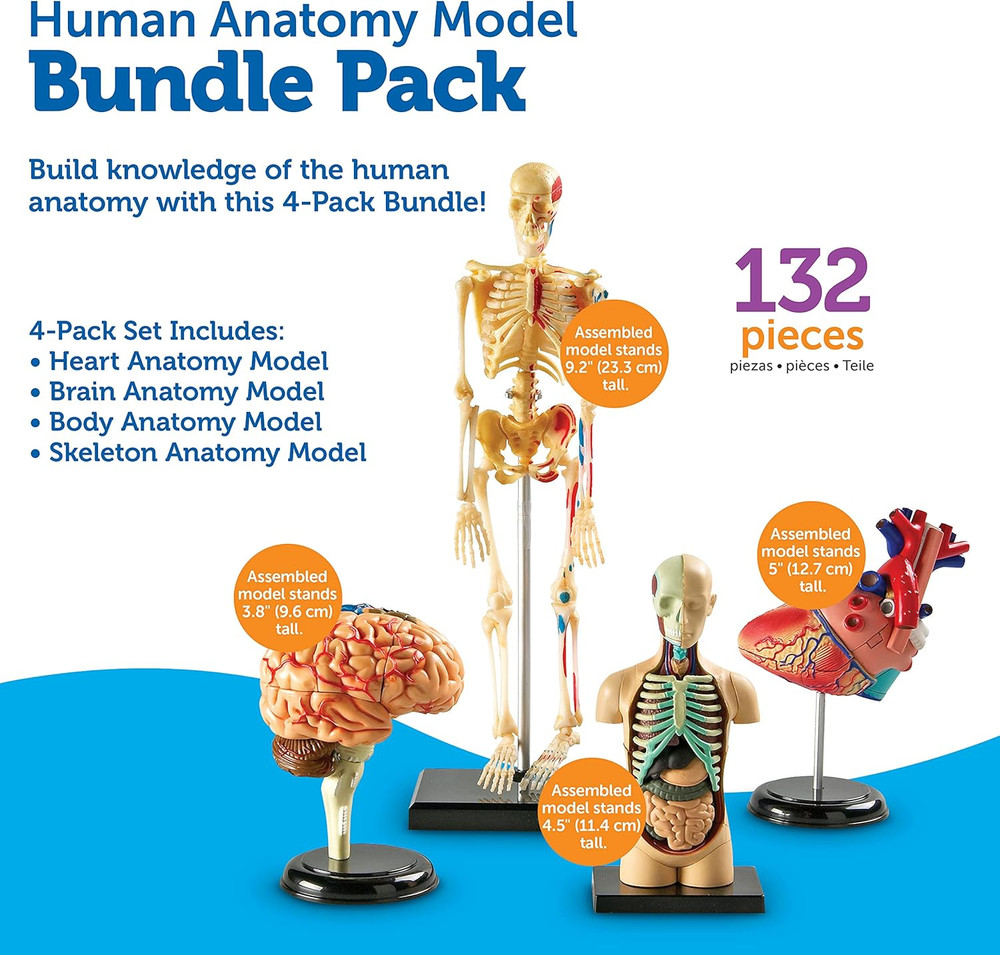 Anatomy Models Bundle Set - Skeleton and Physiology, Human Body Model , Science