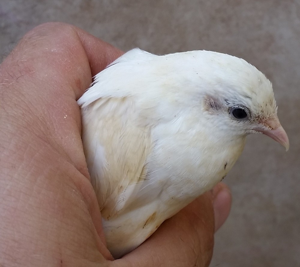 12 Button Quail Hatching Eggs