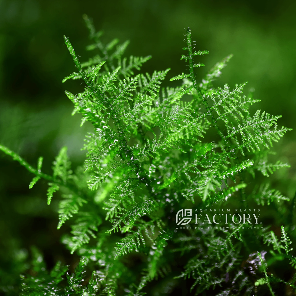Snowflake Moss | Aquarium Plants Factory®