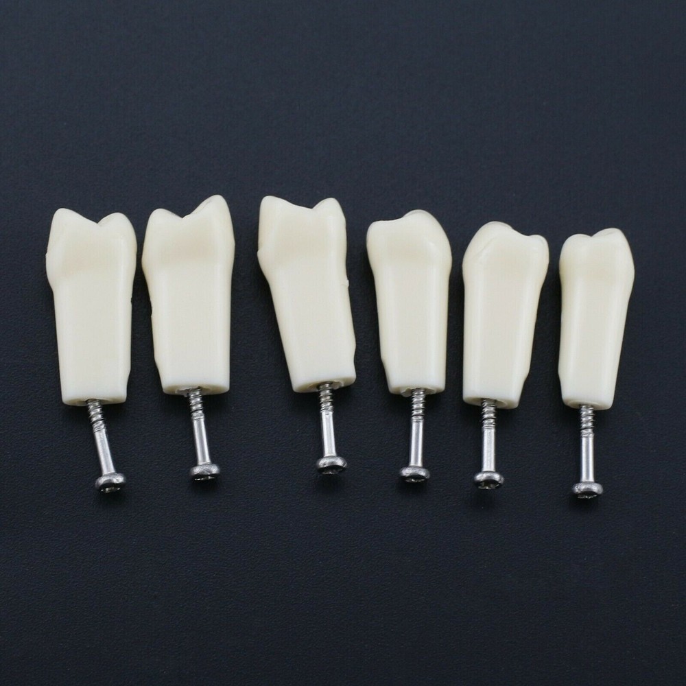 Dental Typodont Model Replacement 32 Screw-in Teeth Practice Study Tooth Model