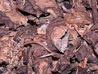 LOVEAGE ROOT .5 OZ ORGANIC