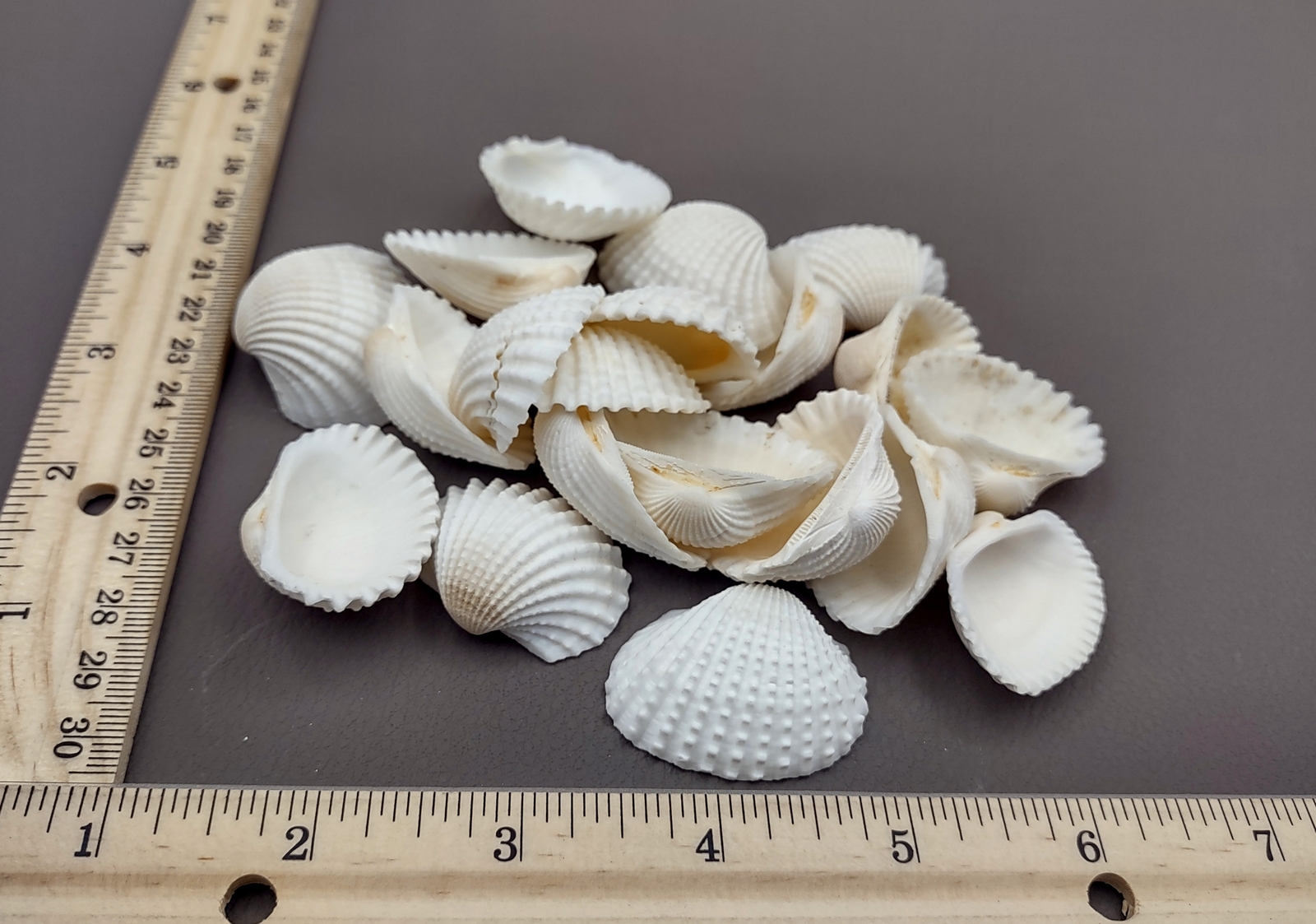 White Ark Clam Seashells Tegillarca Granosa (approx. 20+ shells 1+ inches)