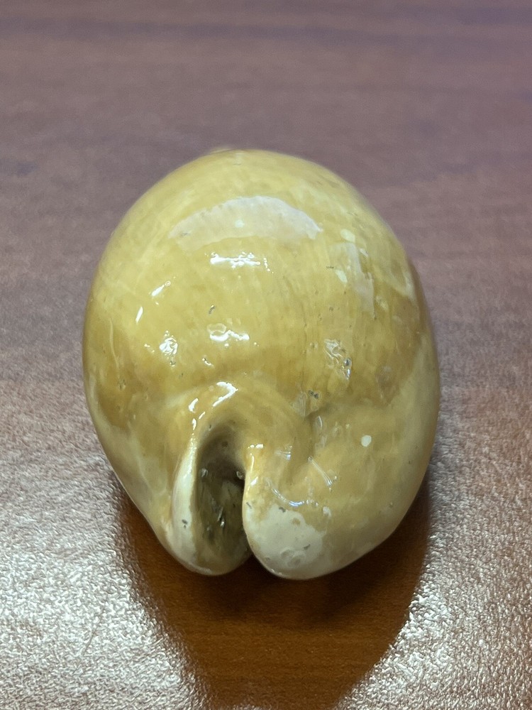 Fossilized Extinct COWRIE Shell From Central Florida, Pliocene Era.