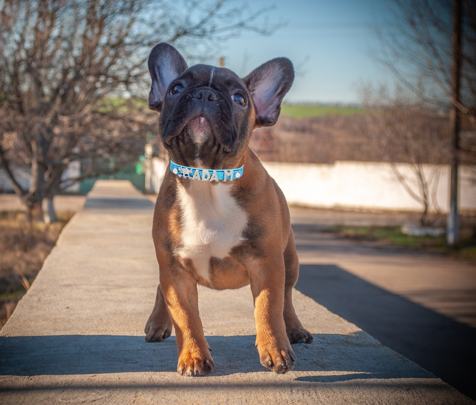 Personalized Dog Cat Collar DIY Name Letter Small Pet Puppy Bling Leather Collar