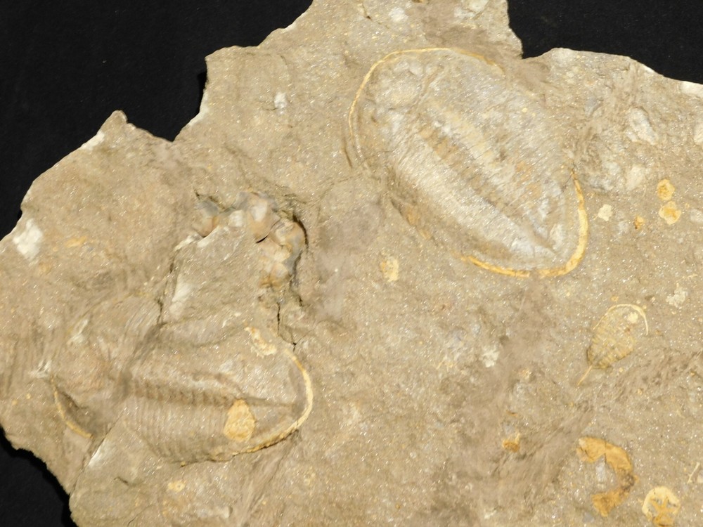TWO BIG! Eudolatites Sp. Trilobite Fossils in HUGE SPLIT Matrix with STARFISH