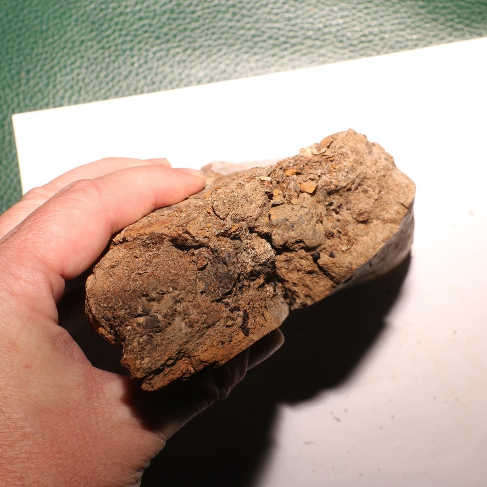 Large Dinosaur Bone Section - Authentic Fossil - Hell Creek Formation Cretaceous