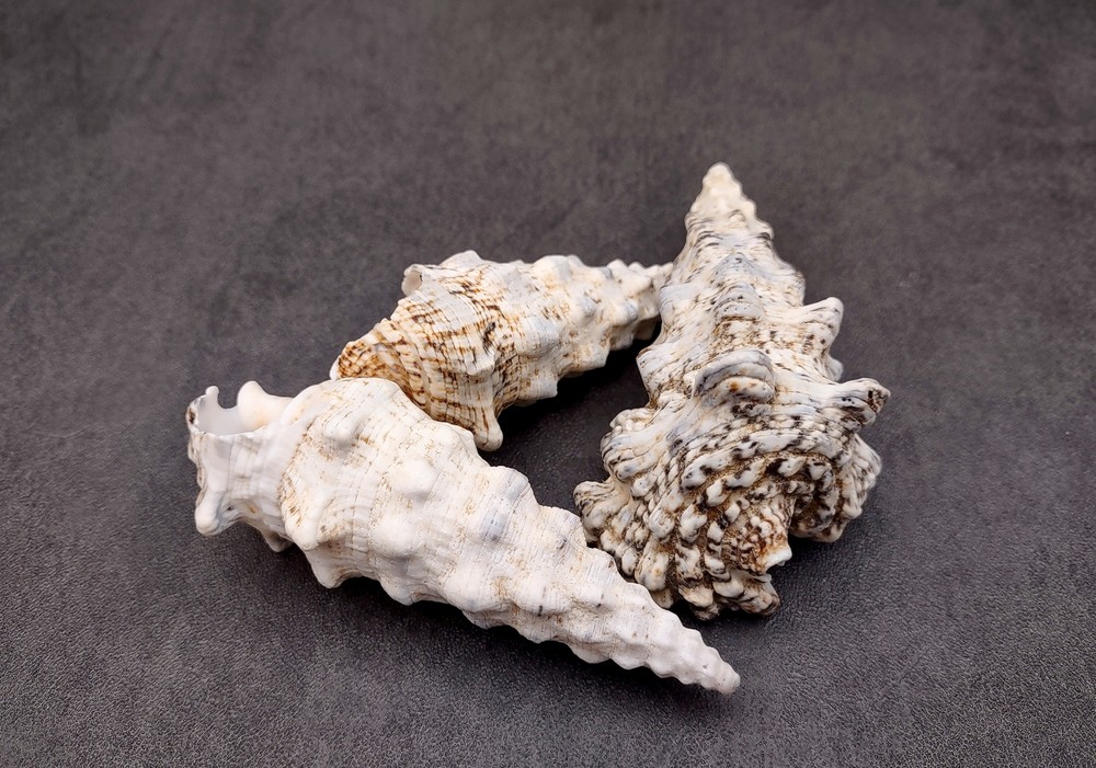 Knobby Cerithium Seashells White Black (3 shells approx. 2+ inches)