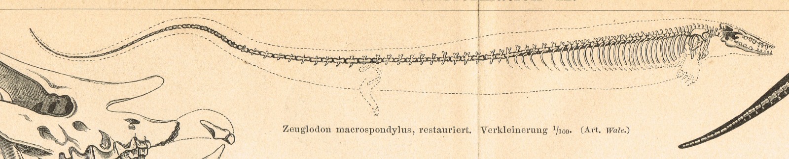 Paleontology Tertiary Geologic Period Paleogene FOSSILS Antique Print 1892