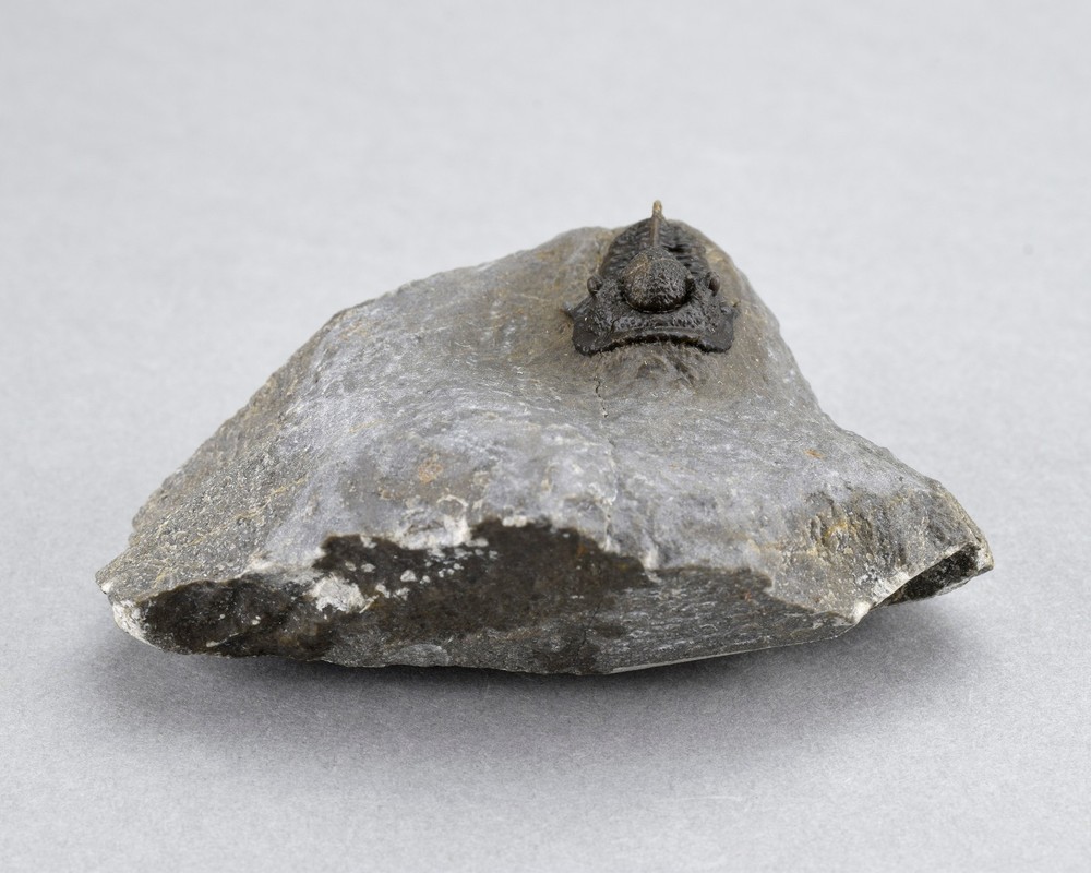 Fine trilobite Cyphaspis sp.