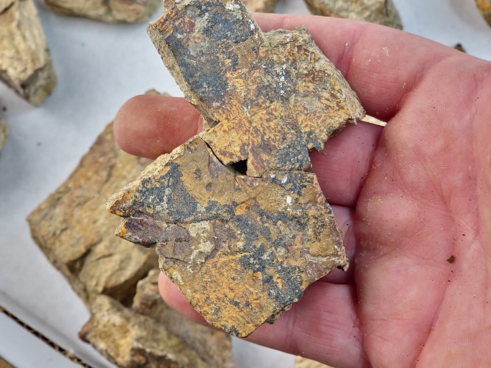 Lance Formation Dinosaur Bone Projects (Triceratops Frill?) - WY