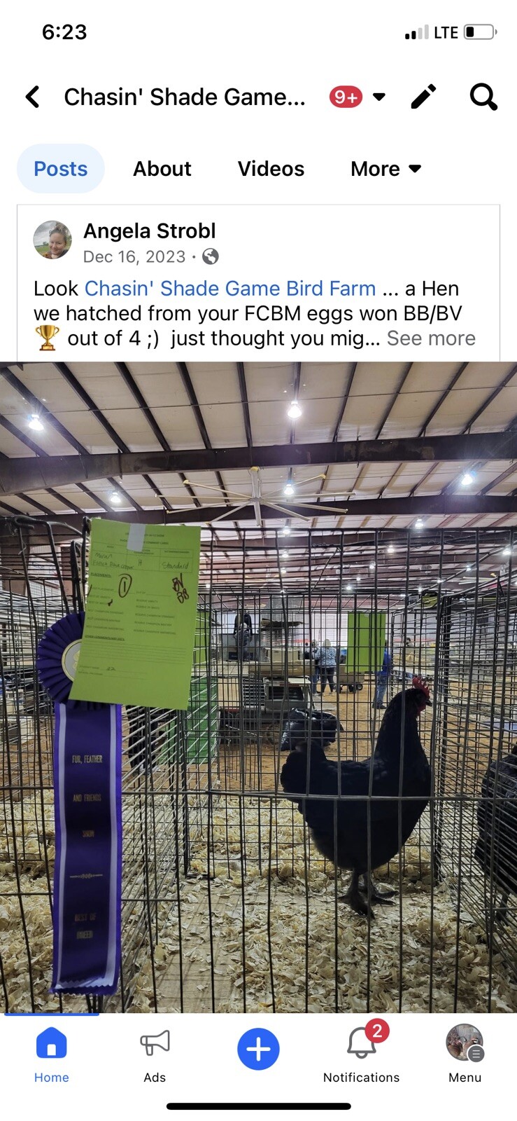 6+ 2 Black Copper Maran Hatching Eggs