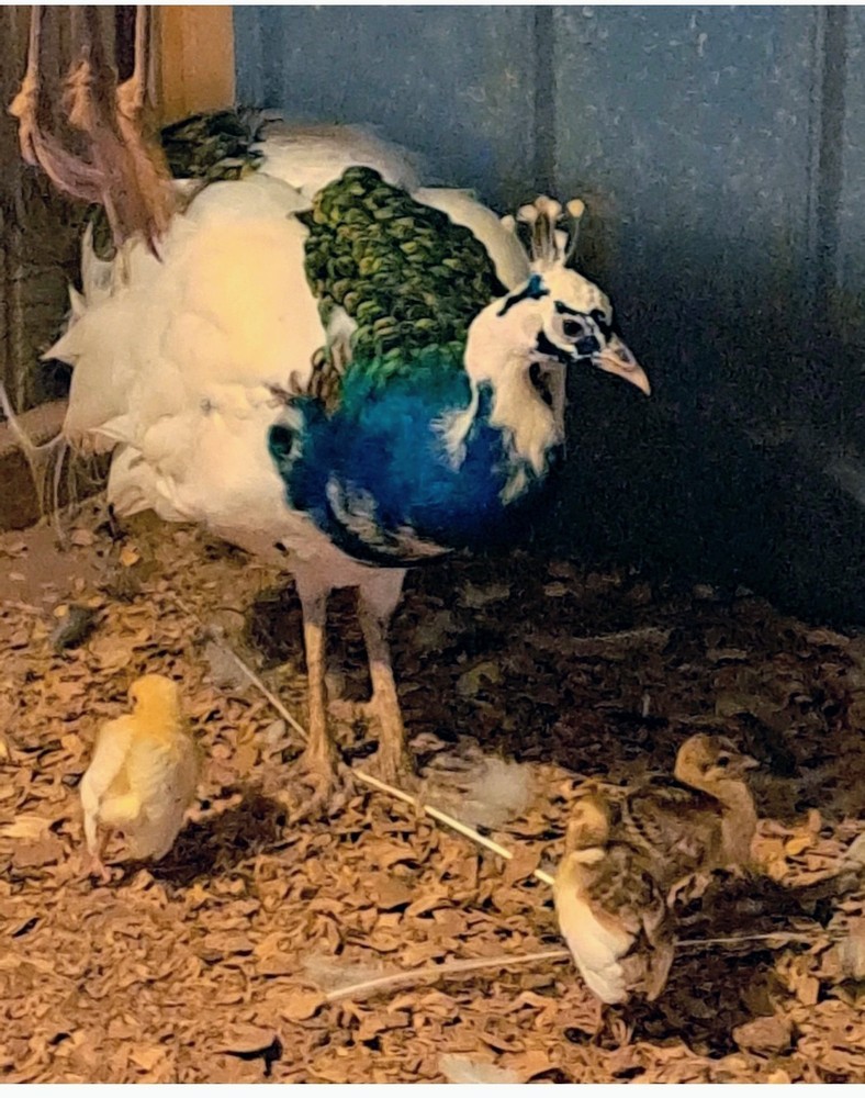 4 Peacock Hatching Eggs