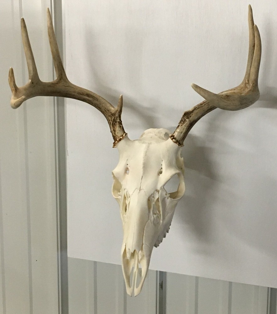 European Deer Mounting System