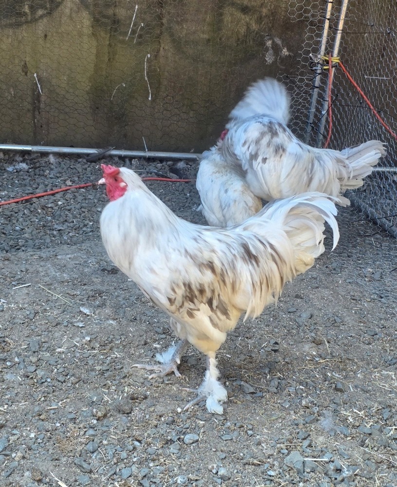 12+ *ULTRA RARE* Platinum/Dun Splash Olive Egger Hatching Eggs!!