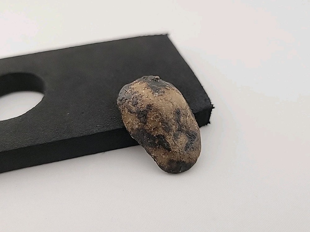 Fossil Dinosaur Tooth Unknown Species