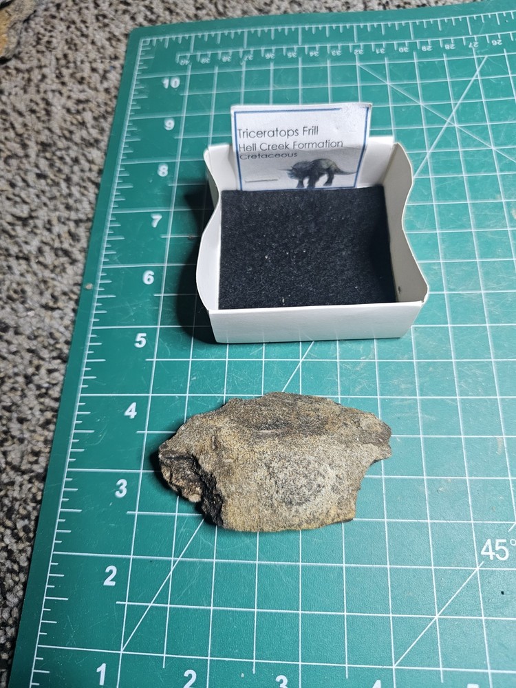 Triceratops Frill – Hell Creek Formation