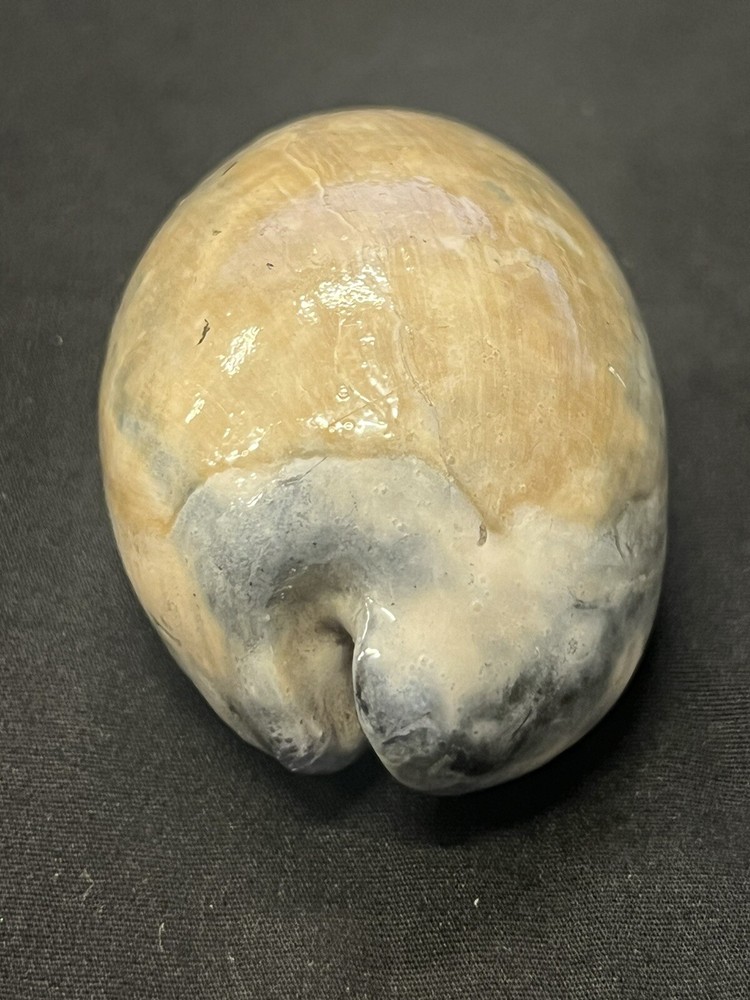 EXTINCT Fossilized COWRIE Shell From Central Florida, Pliocene Era.