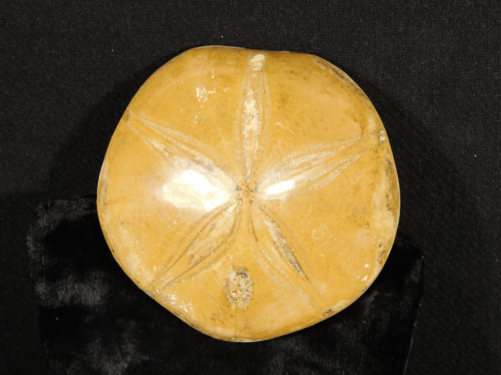 Big! Polished 150 Million Year Old! SAND DOLLAR Fossil Madagascar 205gr