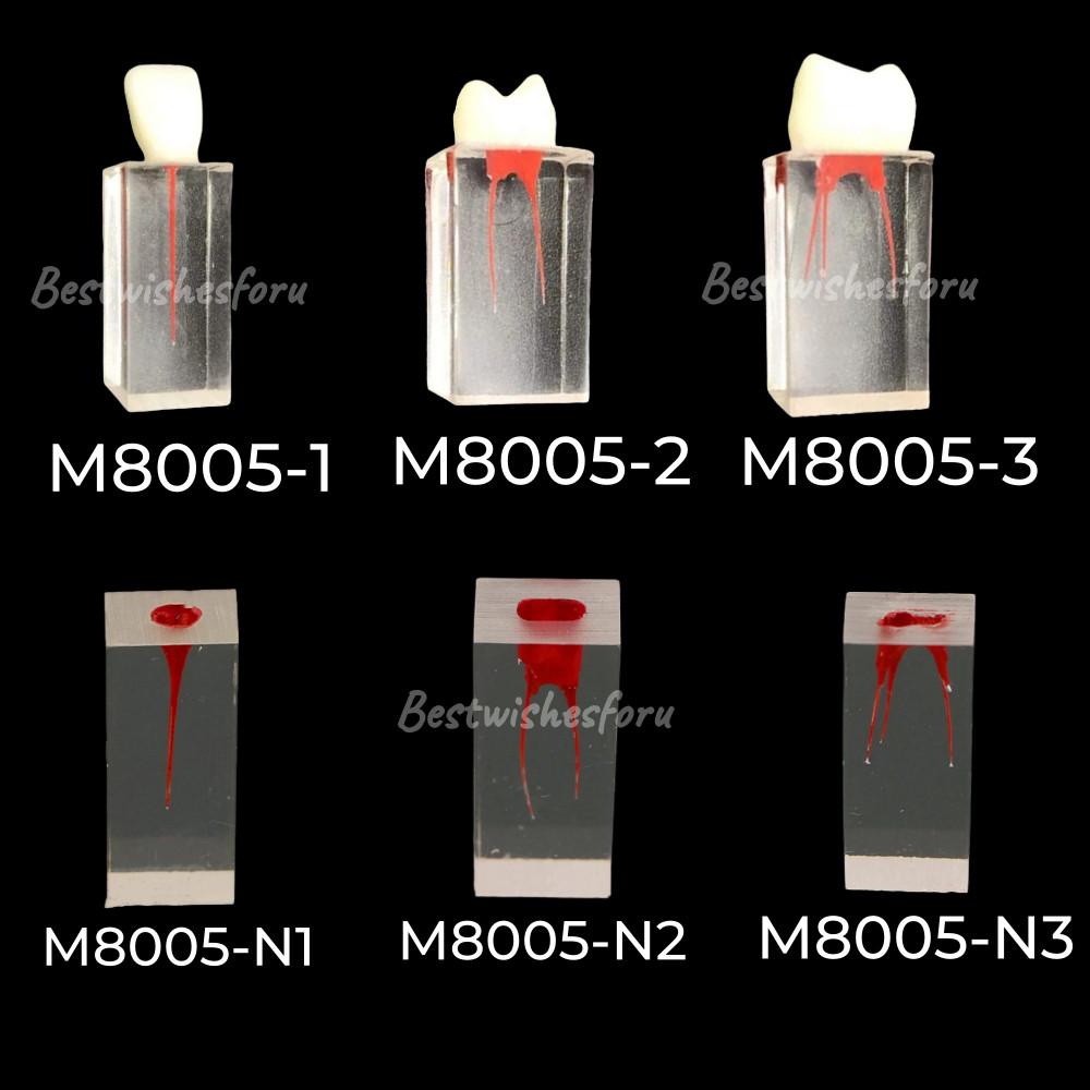 Dental M8005 Endo Root Canal Teeth Model Practice Block RCT Training Study