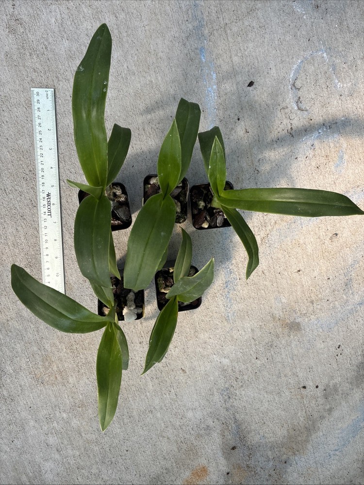 Phragmipedium Kelly Nash