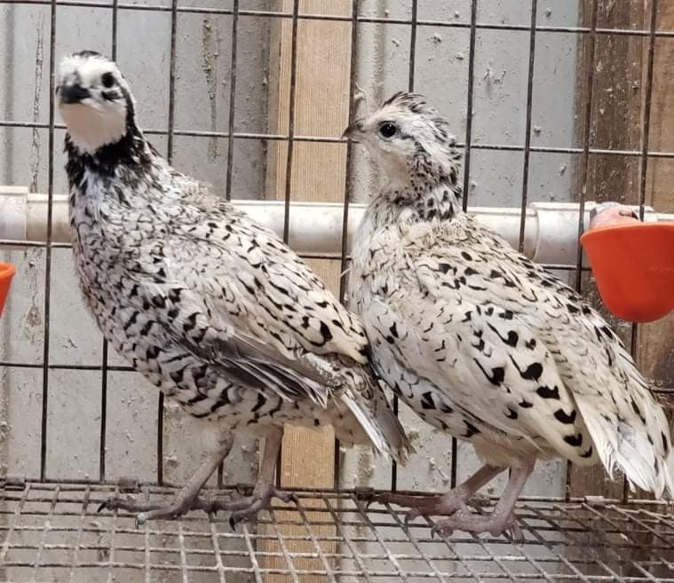 50+ Snowflake Quail Hatching Eggs