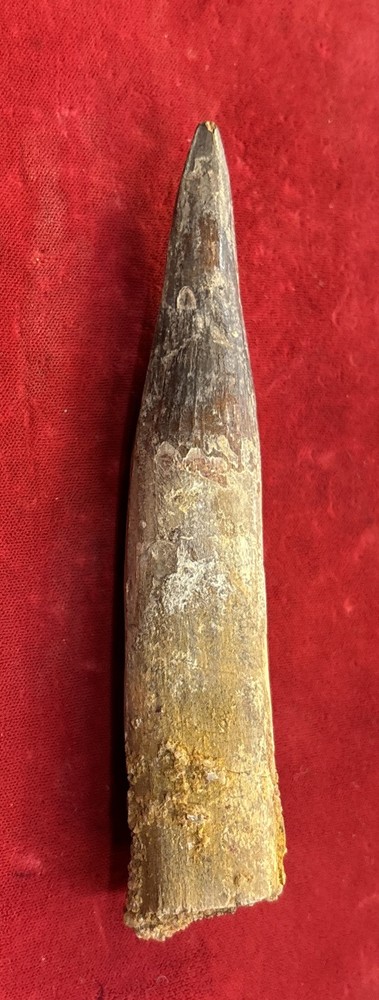 Authentic 5 1/4” Spinosaurus Tooth Fossil