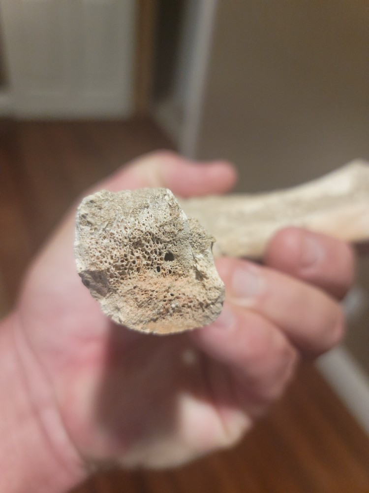 Prehistoric Turtle Jaw
