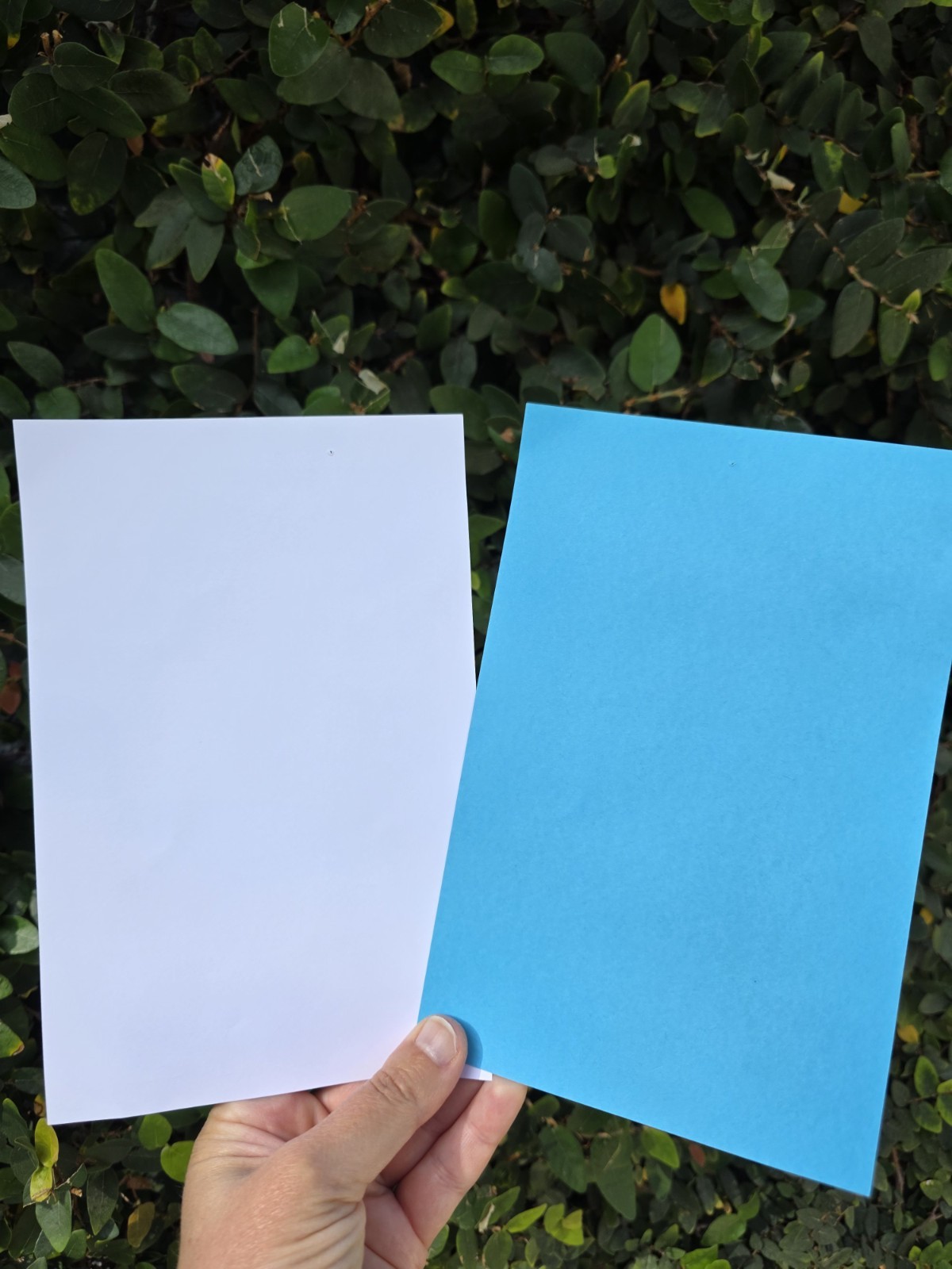 Game Used OFFICIAL BATTING ORDER LINEUP CARDS LA DODGERS & SAN DIEGO PADRES 2025