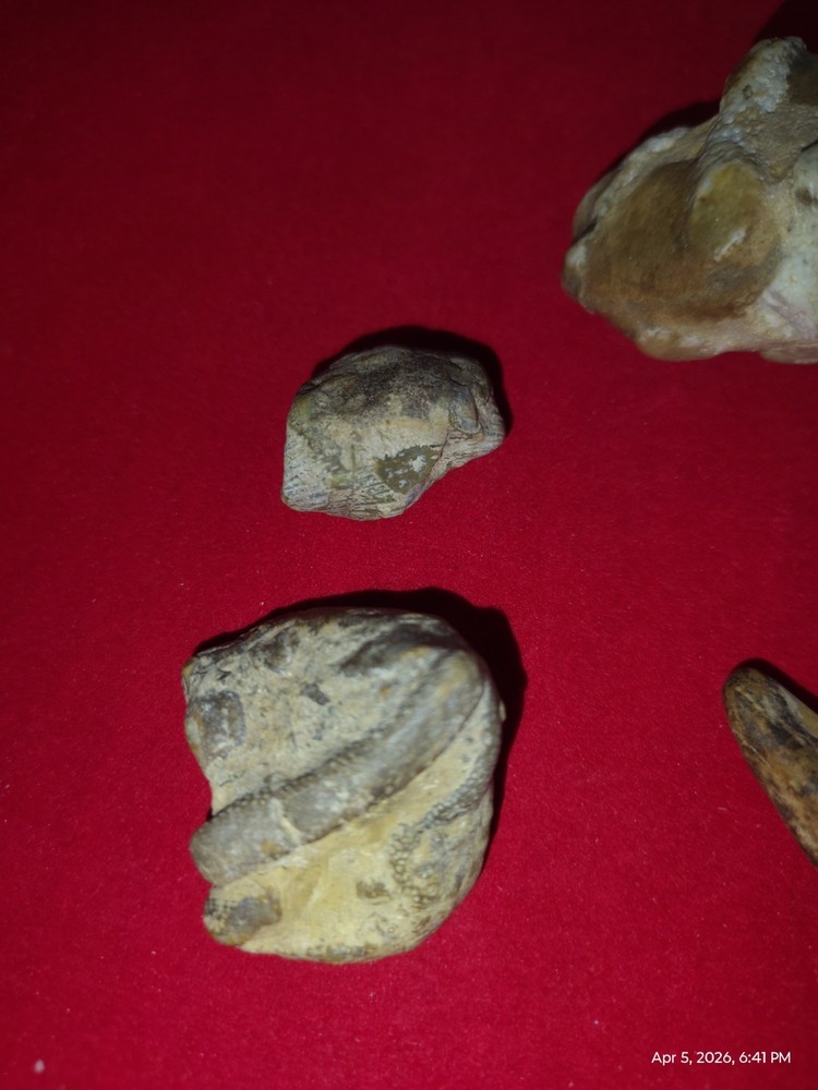Various Fossils