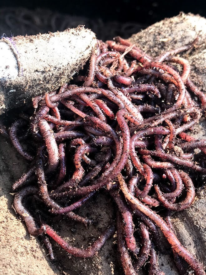 2000 Red Wiggler Worms for Organic Gardening Vermicomposting Vermi