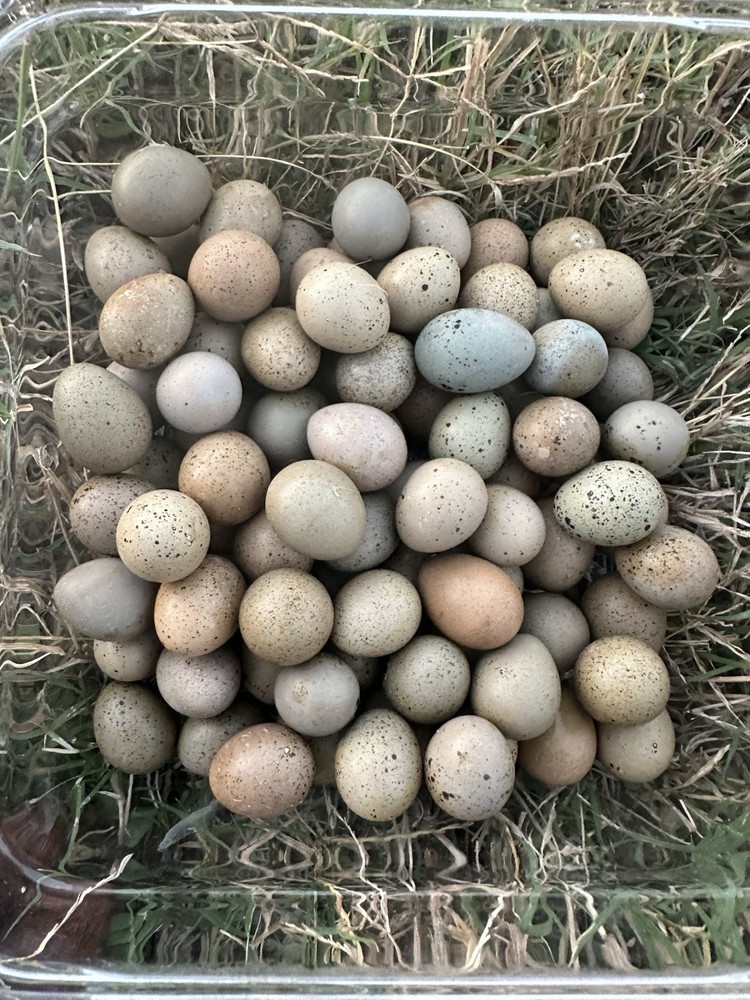 7+ Button Quail Hatching Eggs -Assorted Colors