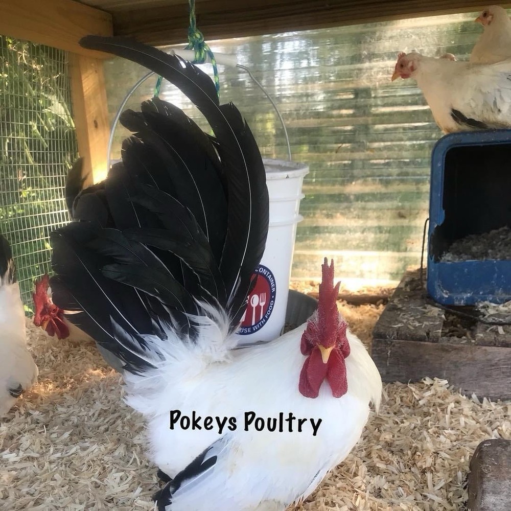 Japanese Bantam Assortment Hatching Eggs